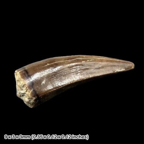 Teleosaurus crocodile tooth - teleosaurus,