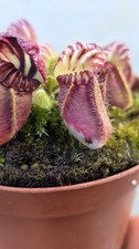 2020 Cephalotus Folliculari