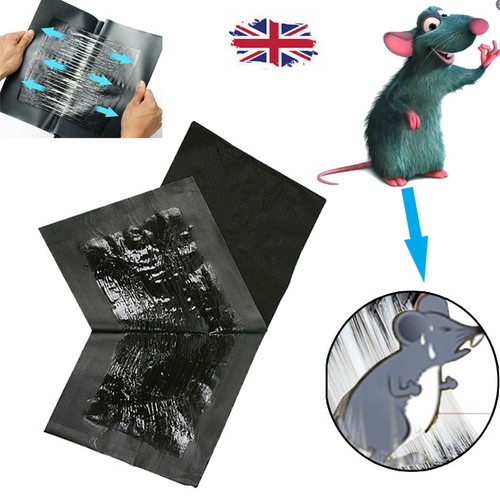Large max strong rat - strong, mouse