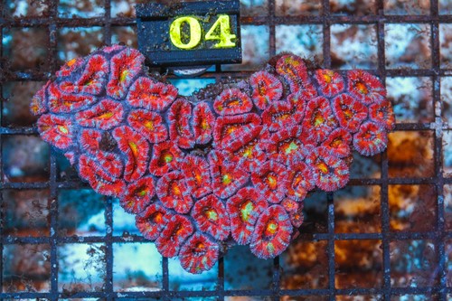 Wysiwyg live coral - wysiwyg,