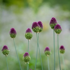 Allium Sphaerocephalon Flower