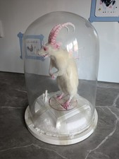 Taxidermy Devil White Rat