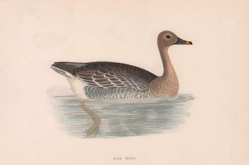 Bean goose morris british - goose.,
