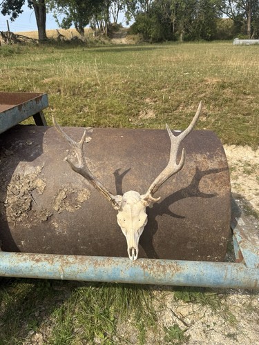 Large animal deer - deer, with