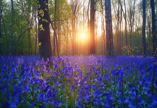 Bluebell Woodland Forest