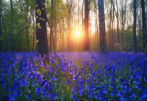 Bluebell woodland forest - woodland,