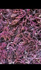 PURPLE Fresh Handpick Irish