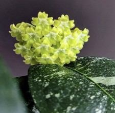 Hoya Amicabilis Rooted Cutting