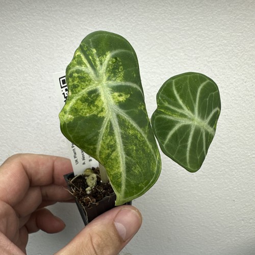 Alocasia ninja aurea very - alocasia,