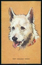 Animals: Dogs. West Highland Terrier. Unposted.  L4sa