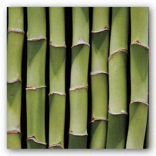 Photography art print bamboo - photography,