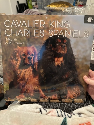 Cavalier king charles - king,