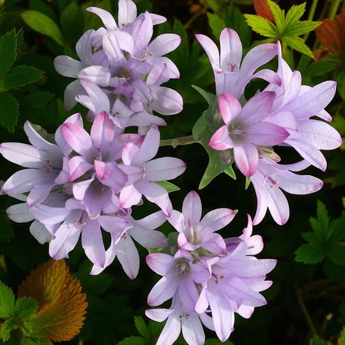 Campanula caroline pot - campanula, 3l