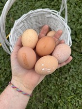 Double silverlaced - 12+,
