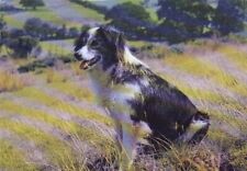 BORDER COLLIE Welsh Sheepdog