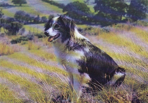Border collie welsh - border,