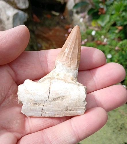 Fossil mosasaur tooth teeth - tooth,