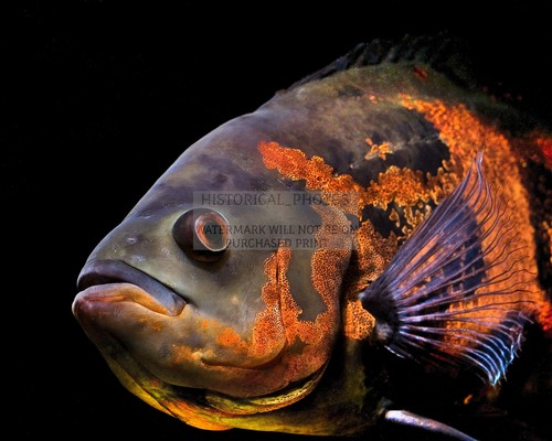 Oscar aquarium fish south - oscar,