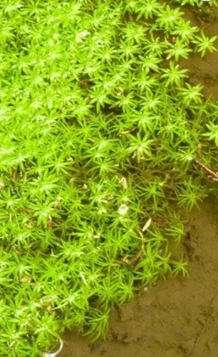Aquarium pond starwort - or,