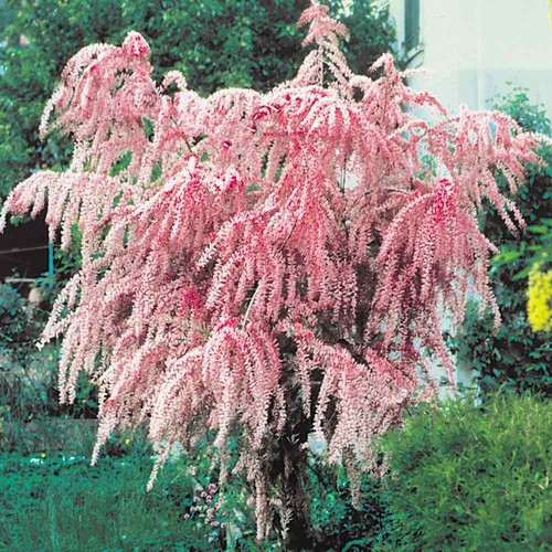 Tamarix tetrandra salt - tamarix,