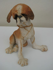 A breed apart boxer dog called Frazier