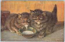 Beautiful Kittens Drinking