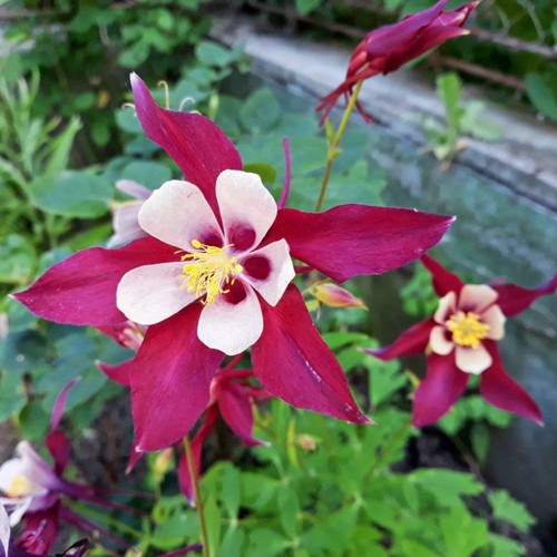 Aquilegia crimson star - aquilegia,