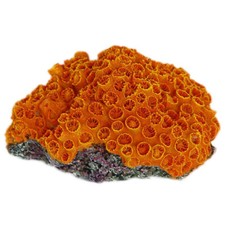 Orange Sun Coral Aquarium Fish