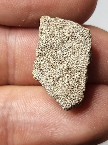Saltasaurus egg shell - egg,