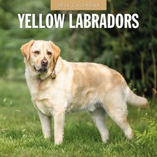 Yellow Labradors 2026 Square Wall Calendar