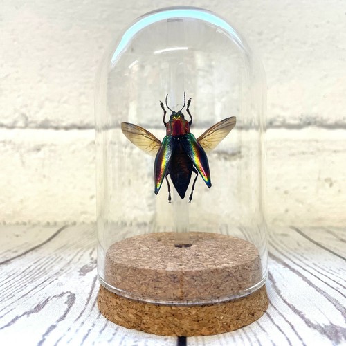 Rainbow jewel beetle - jewel,