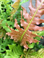 Ferns Blechnum 'Volcano' Fern Evergreen  In 9cm Pot