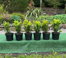 Box buxus hedging plants - 6,