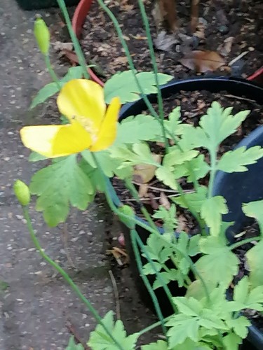 Welsh poppy hardy perennial - poppy,