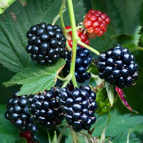 Blackberry fruit plant rubus - blackberry,
