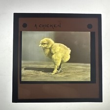 Antique Magic Lantern Slide Fluffy Small Chicken