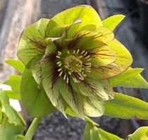Hellebore orientalis - ,