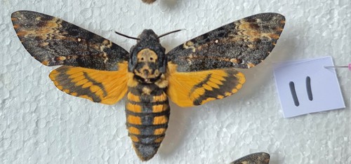 Acherontia atropos death head - acherontia,