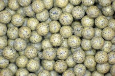 scopex squid & liver carp bait