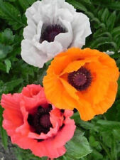 4  X PLUG PLANTS Papaver