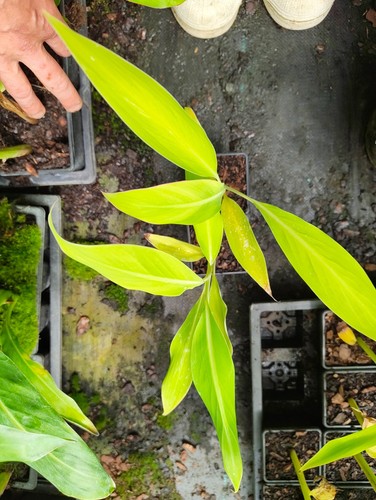 Musa cheesmanii cm - cheesmanii,