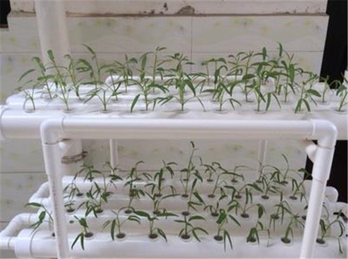 Hydroponic 108 plant organic - 108,