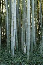 Phyllostachys edulis pubescens