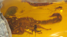 True scorpion with nice - true,