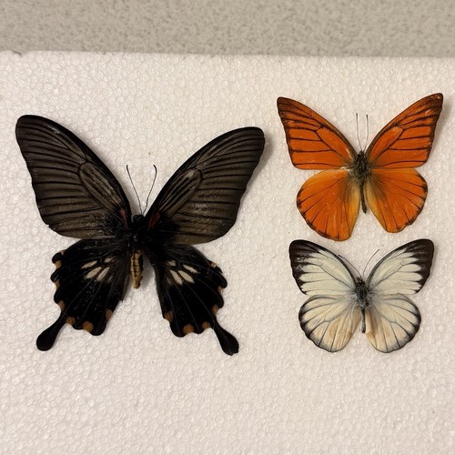 Entomology butterfly specimen - butterfly,