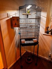 Beautiful Conure Pair