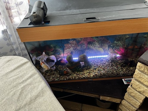 Fish tank - fish,