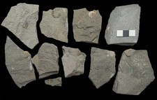 10 small unprepared ammonite