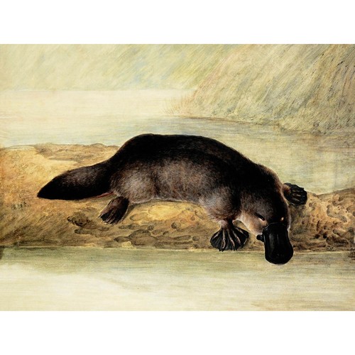 Painting platypus river bank - painting,