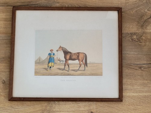 Antique horse art aquatint - horse, art.